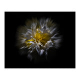 Backyard Flowers No 25 Color Flow Version (Print Only) thumbnail