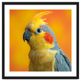 Close Up Cockatiel Parrot With Yellow Crest thumbnail