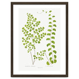 Edward Joseph Lowe – Adiantum Assimile and Adiantum Lunulatum (1856–1860) thumbnail