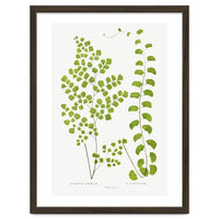 Edward Joseph Lowe – Adiantum Assimile and Adiantum Lunulatum (1856–1860)