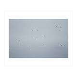 Flying seagulls in the winter sky (Print Only) thumbnail