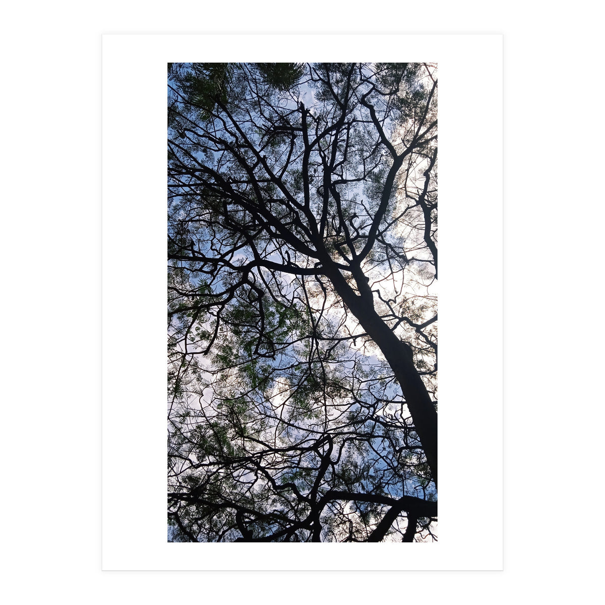 Tree from below  (Print Only)
