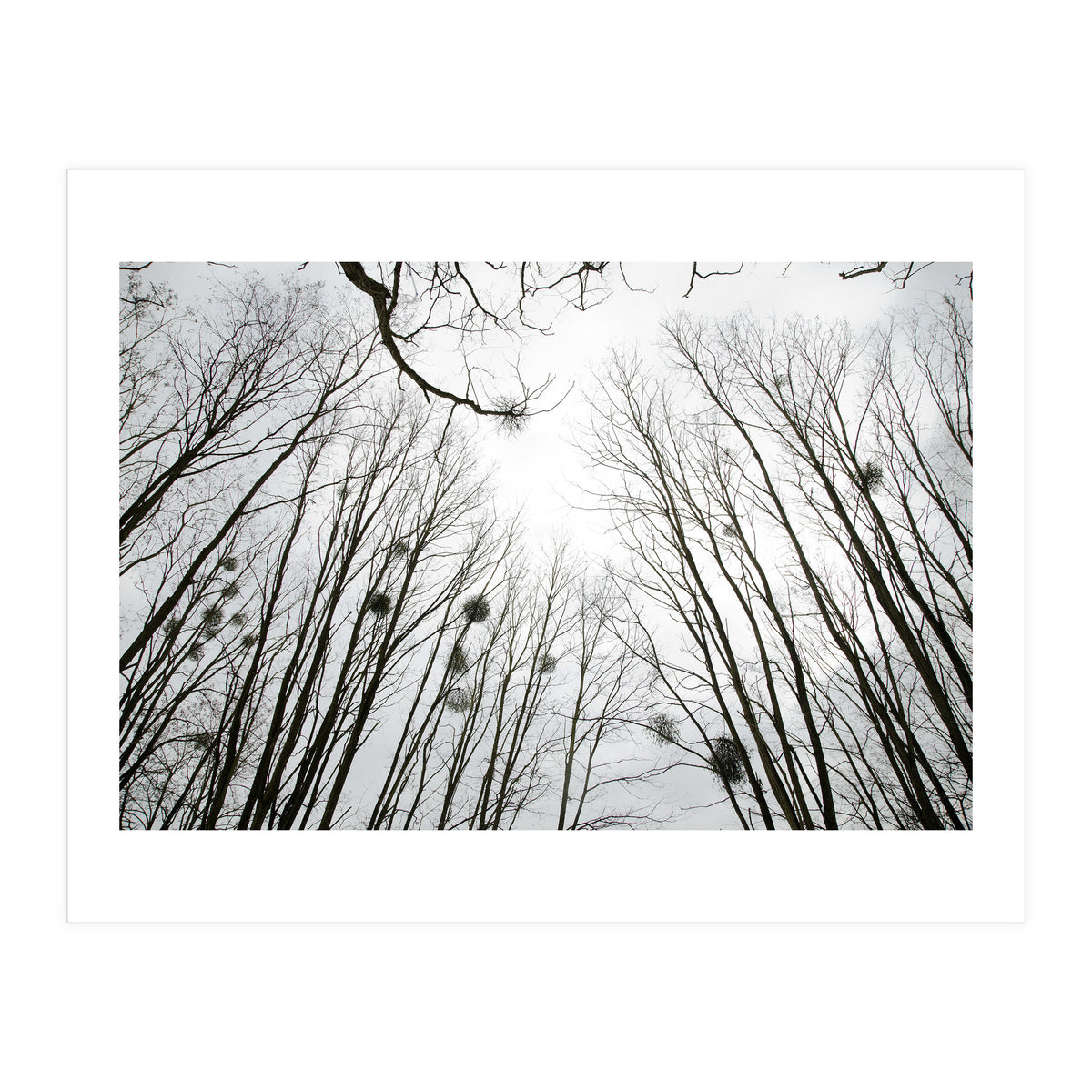 Bare trees in the winter sky (Print Only)