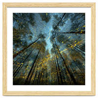 Enchanted Night Forest with Glowing Fireflies