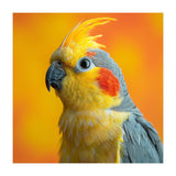 Close Up Cockatiel Parrot With Yellow Crest (Print Only) thumbnail