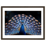Close Up Peacock Showing Its Beautiful Feathers thumbnail