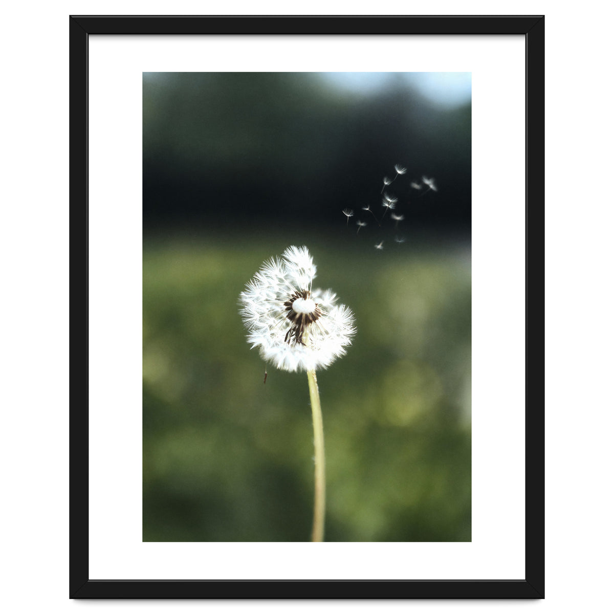 Dandelion Wish Photography
