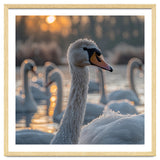 Close Up Of Swan With Water Droplets At Sunrise thumbnail