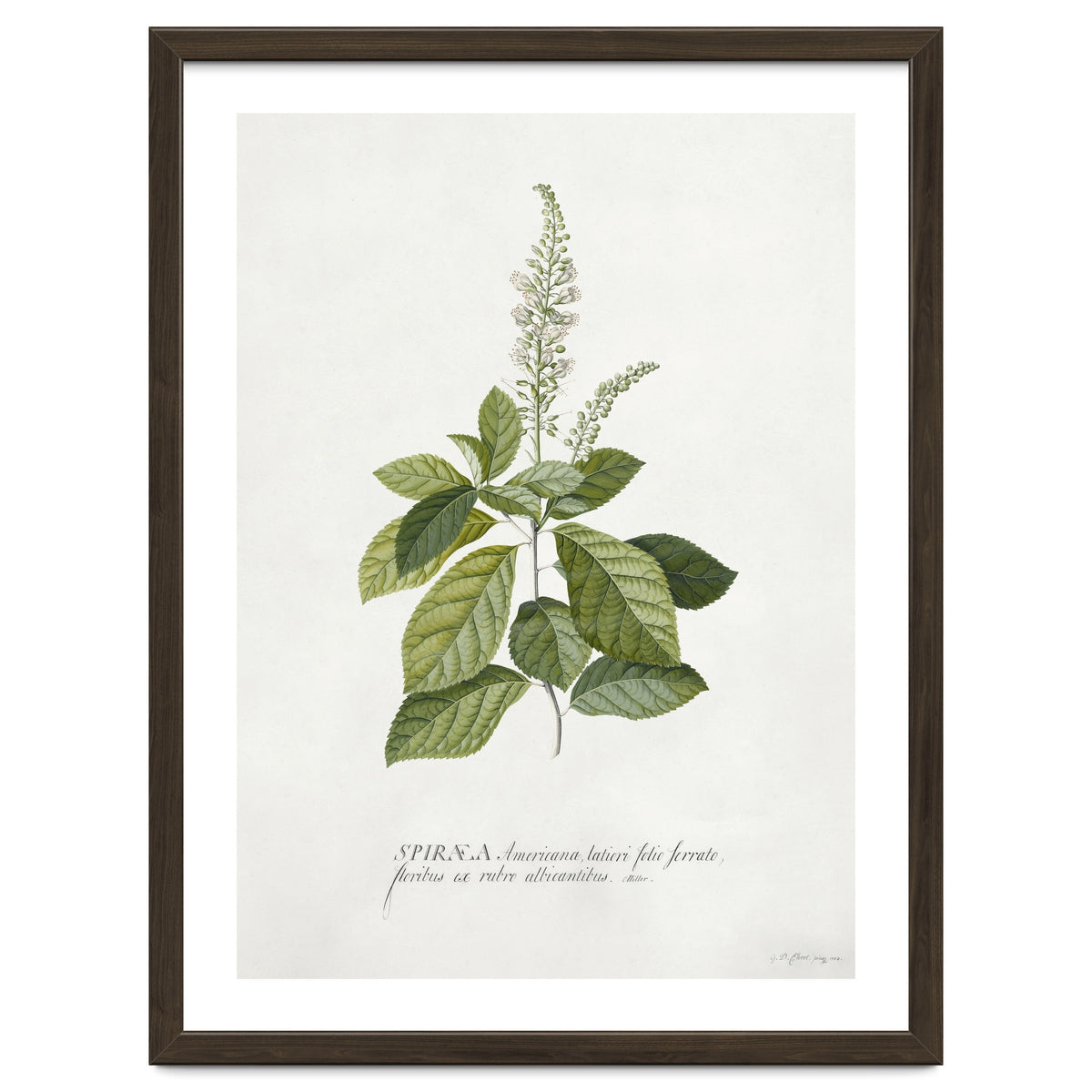 Georg Dionysius Ehret – Cinnamomum Illustration (1708–1770)