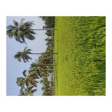 The Paddy Fields of Kerala, South India (Print Only) thumbnail