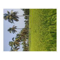 The Paddy Fields of Kerala, South India (Print Only)