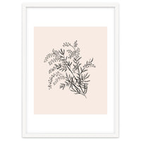 Acacia Botanical illustration