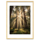 Ethereal Redwood Sanctuary: Sunbeams in the Ancient Forest thumbnail