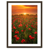 Poppies At Sunset thumbnail