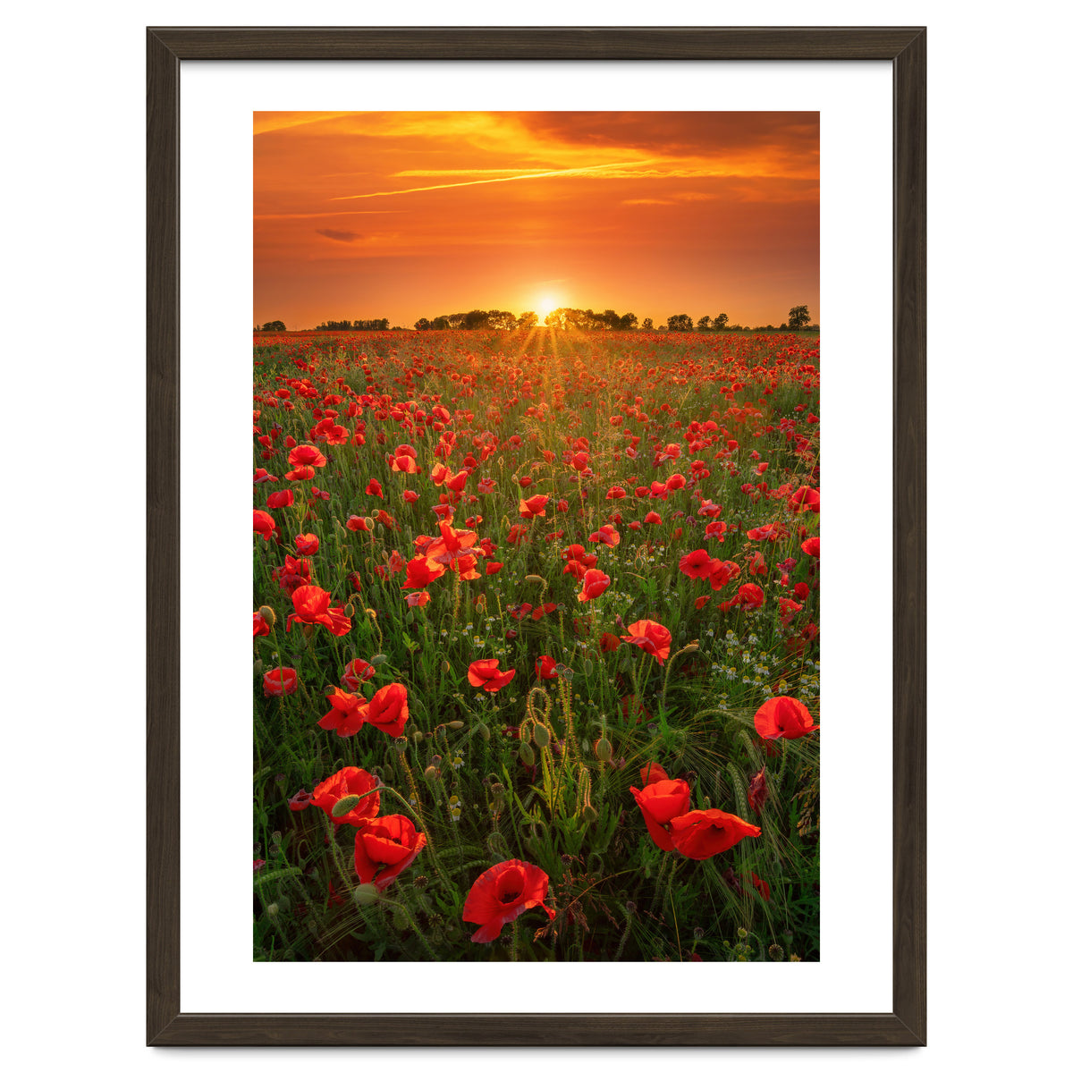 Poppies At Sunset