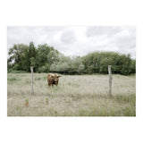 Cow in the farm (Print Only) thumbnail