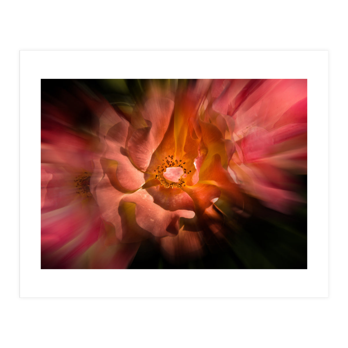 Backyard Flowers No 40 Color Flow Version (Print Only)