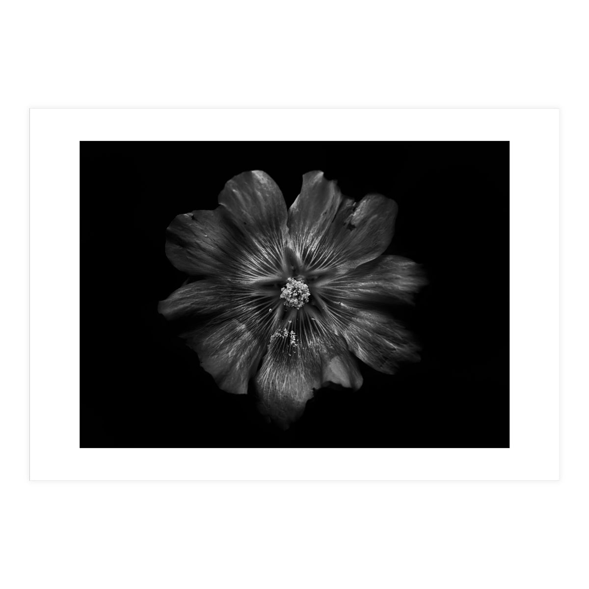 Backyard Flowers In Black And White 22 (Print Only)
