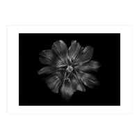 Backyard Flowers In Black And White 22 (Print Only)