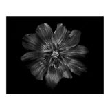 Backyard Flowers In Black And White 22 (Print Only) thumbnail