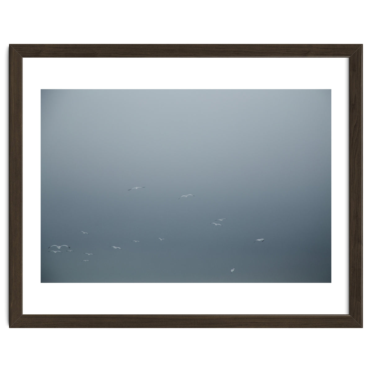 Flying Segulls in thet winter sky