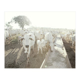 LIVING TOGETHER - WHITE COWS FAMILY (Print Only) thumbnail
