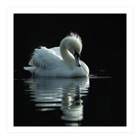 White Swan Gracefully Swimming In Dark Water (Print Only)