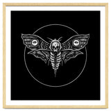 Deaths Head Moth thumbnail