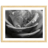Ethereal Monochromatic Rose Petal Macro thumbnail