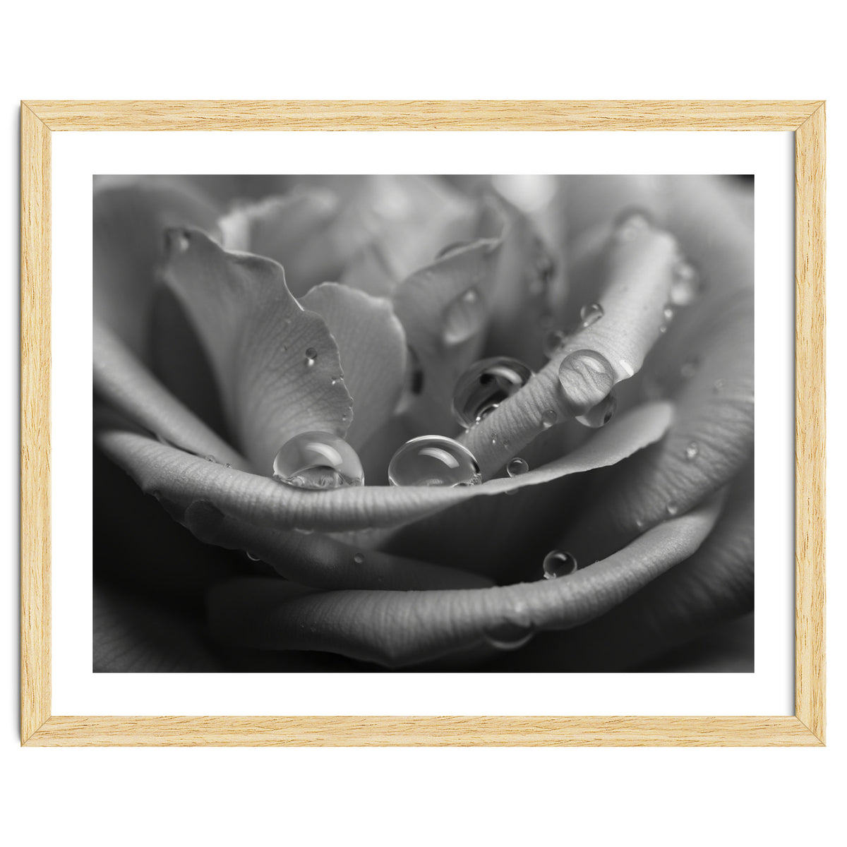 Ethereal Monochromatic Rose Petal Macro