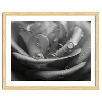 Ethereal Monochromatic Rose Petal Macro