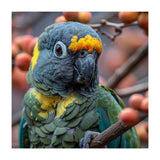 Yellow Headed Amazon Parrot Close Up Portrait (Print Only) thumbnail