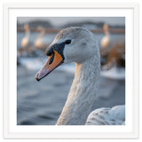 Majestic Swan Portrait In Snowy Waters thumbnail