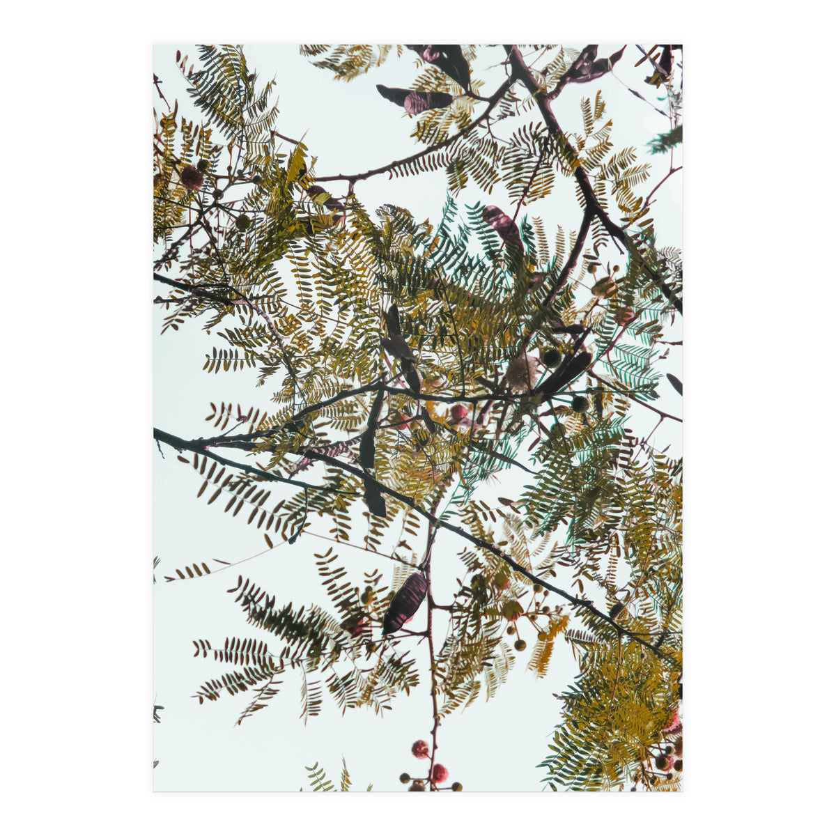 Patterns In Nature (Print Only)