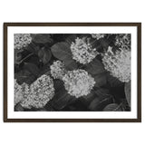 Hydrangeas | Black & White Landscape thumbnail