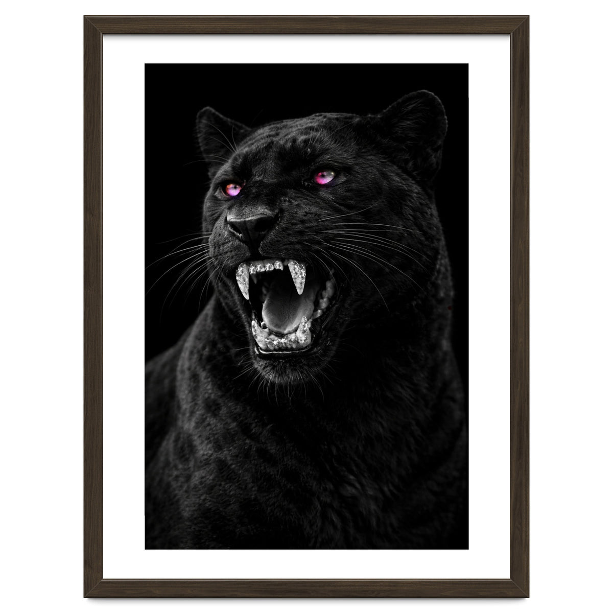 Black leopard with colorful eyes portrait