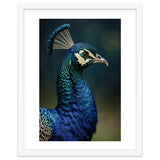 Peacock Portrait Photography thumbnail