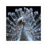 Albino Peacock Displaying White Feathers (Print Only) thumbnail