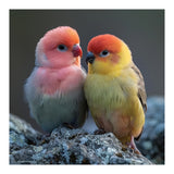 Pair Of Lovebirds Sitting On Rocks (Print Only) thumbnail