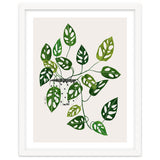 Monstera Obliqua Plant thumbnail