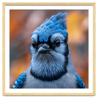 Close Up Blue Jay Bird With Detailed Feathers