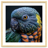 Close Up Portrait Of A Colorful Parrot's Face thumbnail