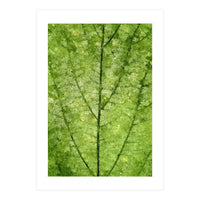 Nature Veins (Print Only)