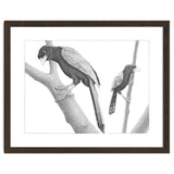 Yucatan Jays thumbnail