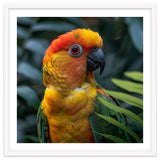 Close Up Of A Colorful Sun Conure Parrot thumbnail