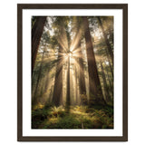 Ethereal Redwood Sanctuary: Sunbeams in the Ancient Forest thumbnail