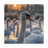 Close Up Of Swan With Water Droplets At Sunrise (Print Only) thumbnail