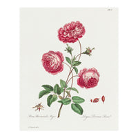 John Edwards – Larger Provence Rose (1770–1775) (Print Only)