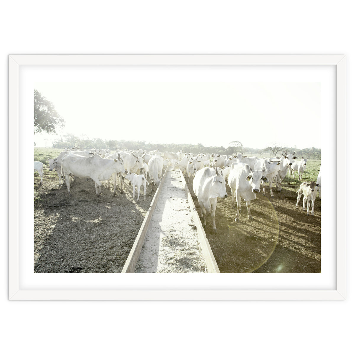 LIVING TOGETHER - WHITE COWS FAMILY