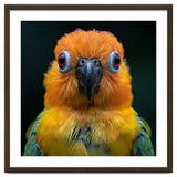 Close Up Sun Conure Parrot Portrait Eyes thumbnail